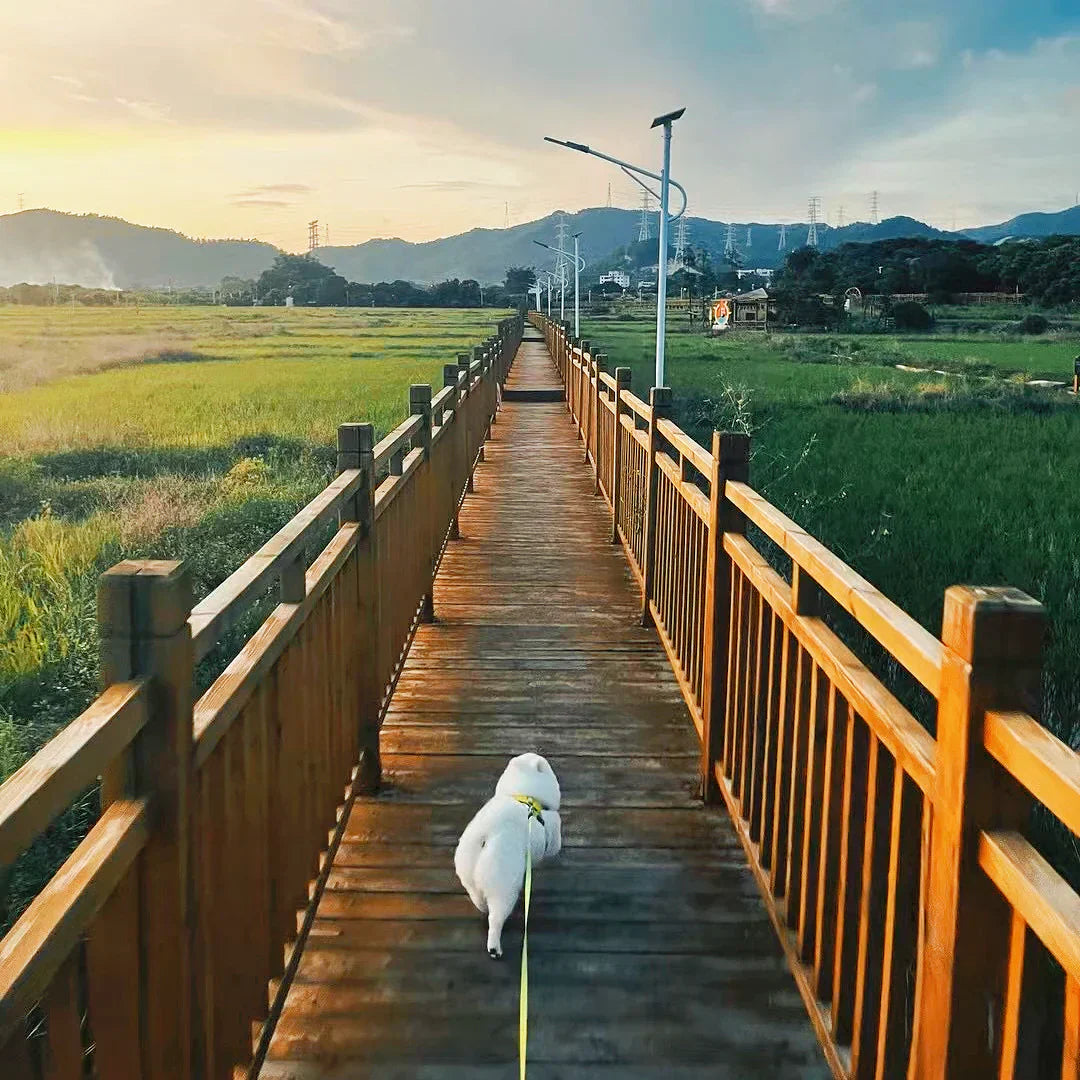 Xiongben’s 40 City Journey and the Birth of Wanderpaws