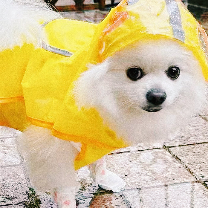 No More Worry After Rainy Walks: Wanderpaws Waterproof Paw Covers Help Keep Paws Clean and Dry
