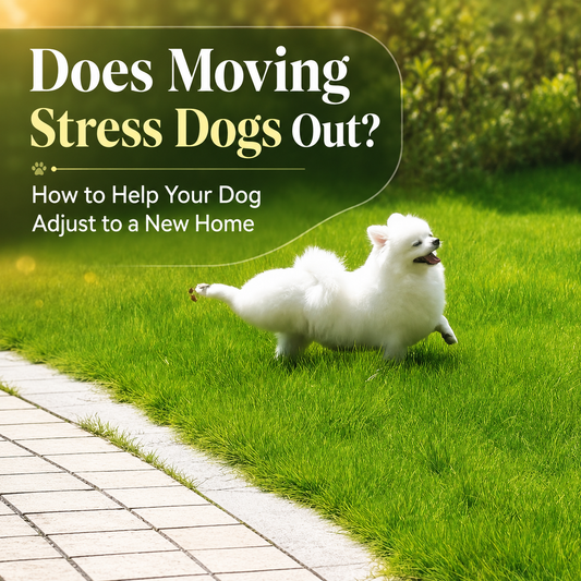 Does Moving Stress Dogs Out? How to Help Your Dog Adjust to a New Home