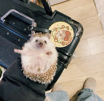 Customer luggage tag photo