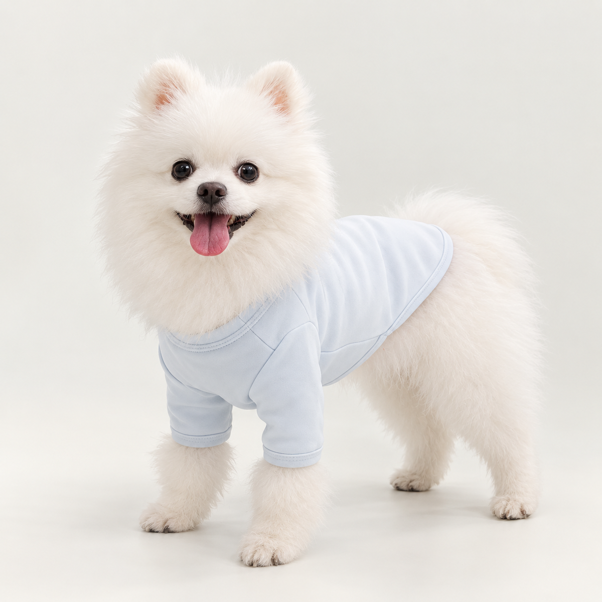 White Pomeranian wearing a light blue cotton pet base layer shirt