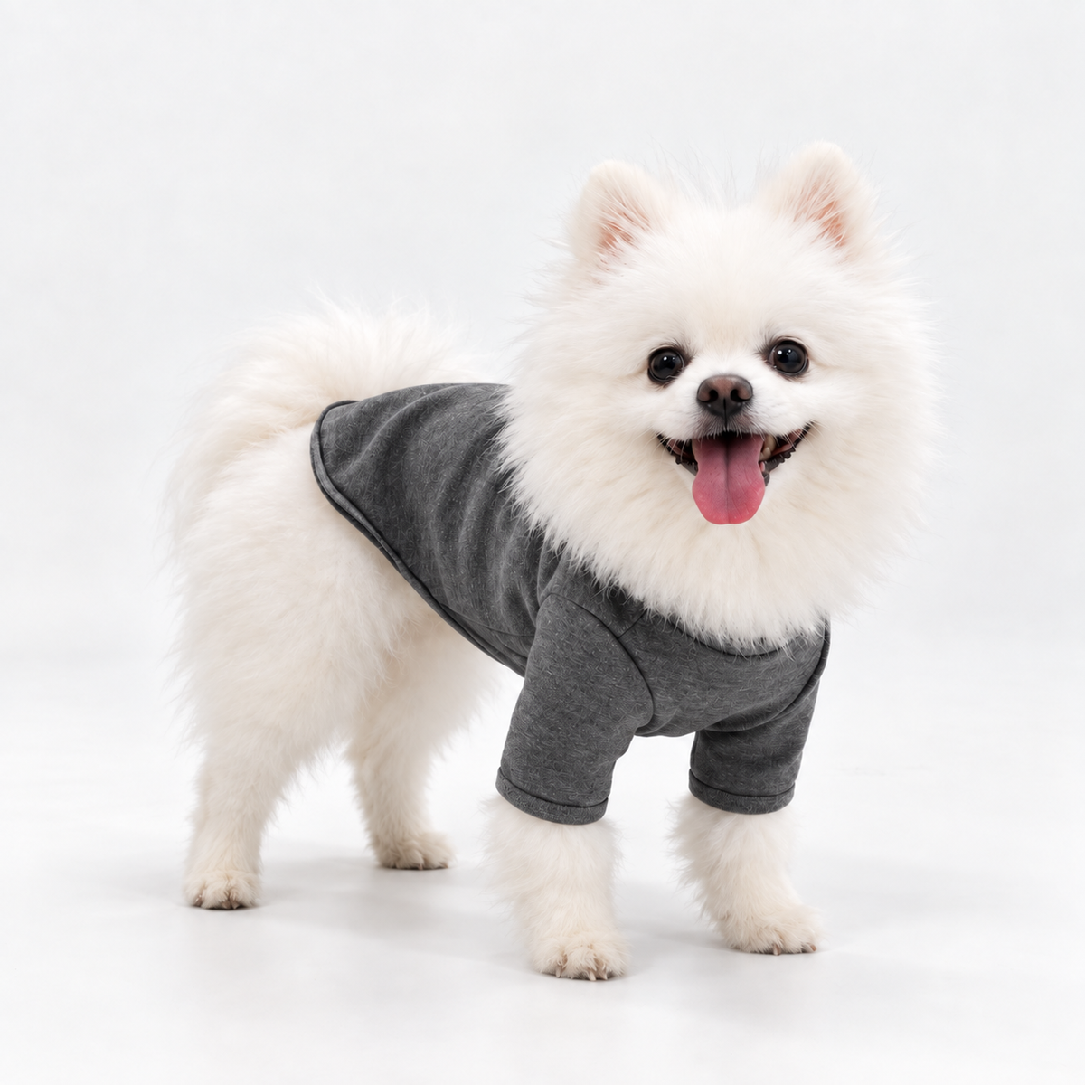 White Pomeranian wearing a dark gray cotton pet base layer shirt