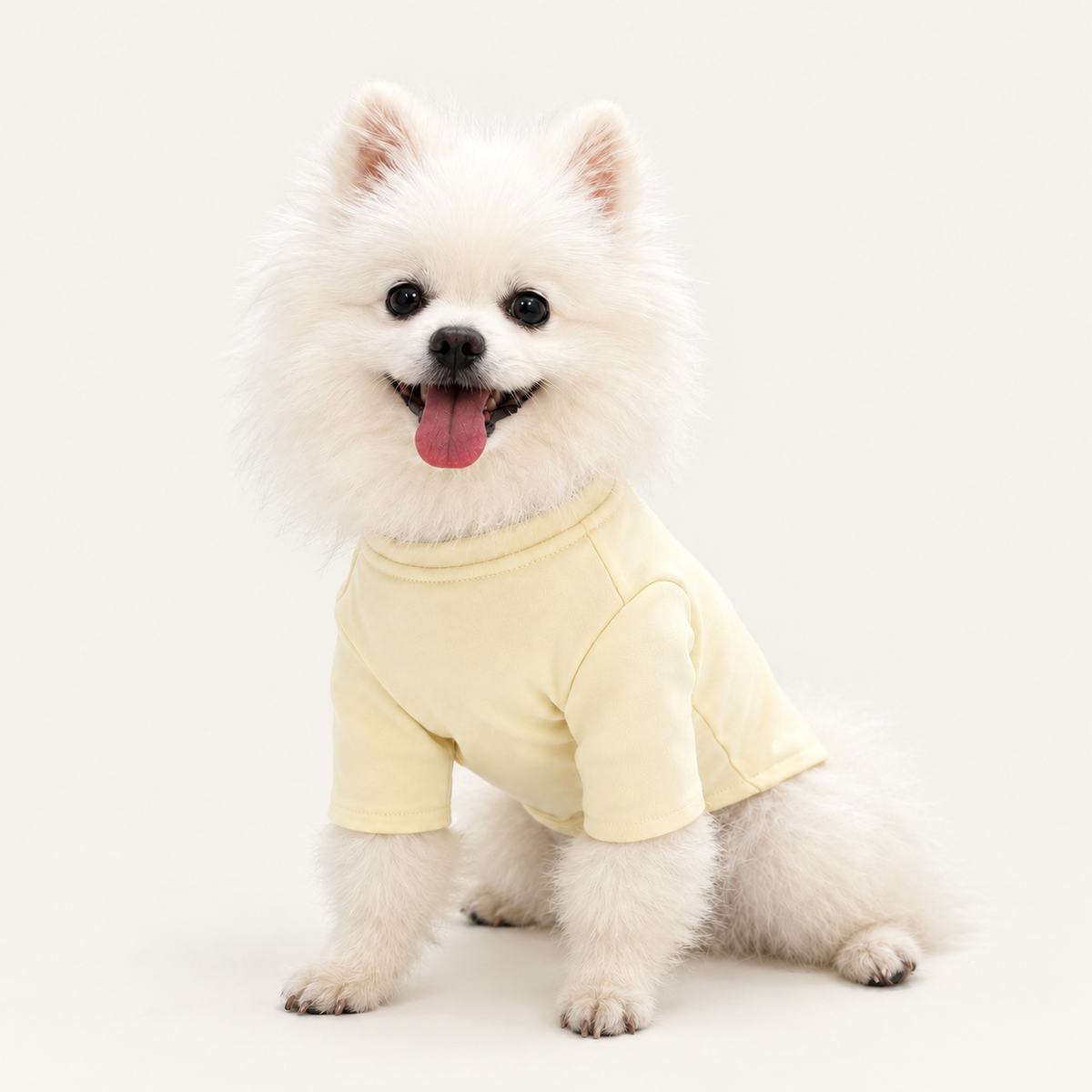 White Pomeranian wearing a soft yellow cotton pet base layer shirt