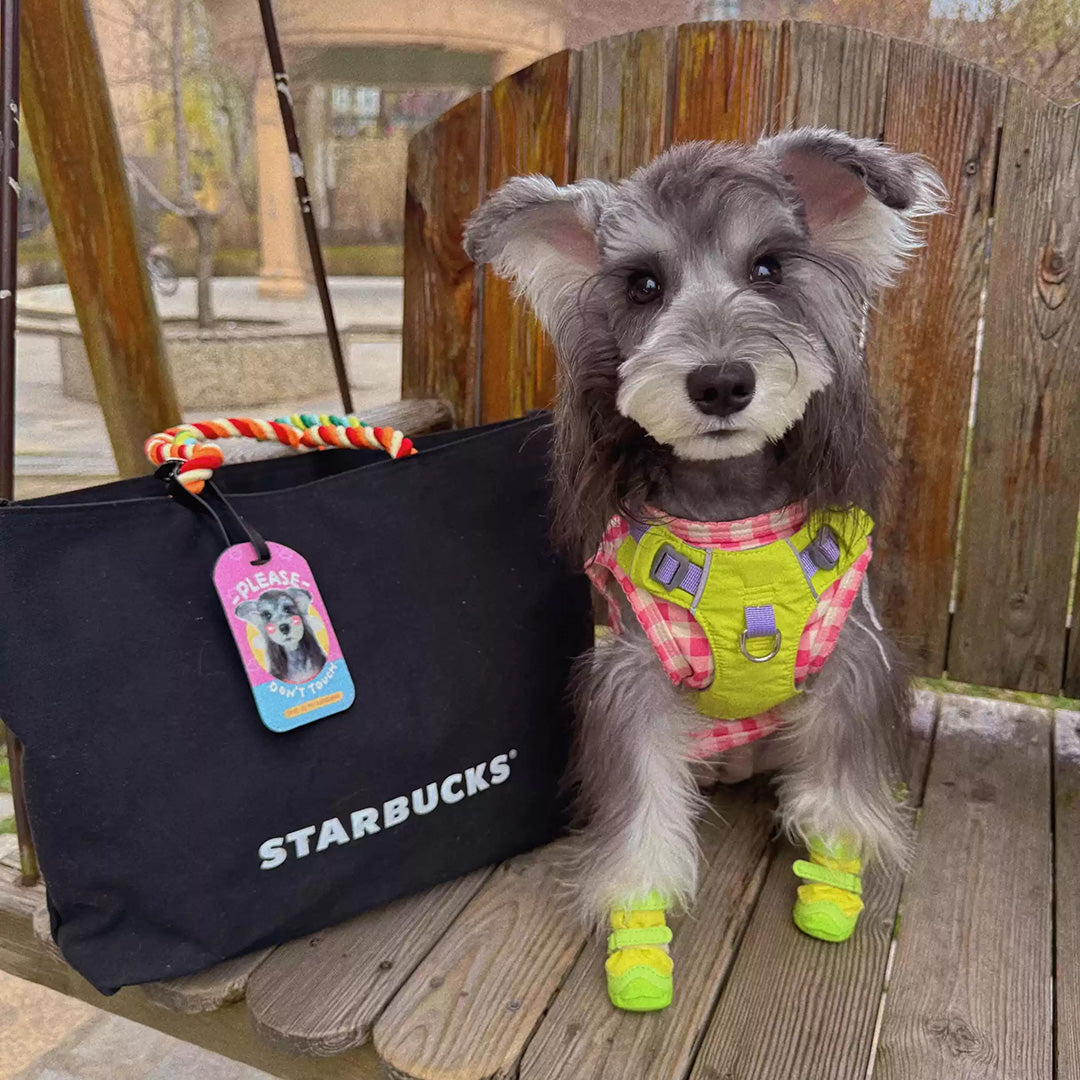 Miniature Schnauzer beside a black travel bag with a custom rectangle pet photo luggage tag