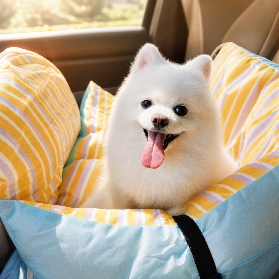 White Pomeranian sitting in a blue and yellow expandable pet car travel bed